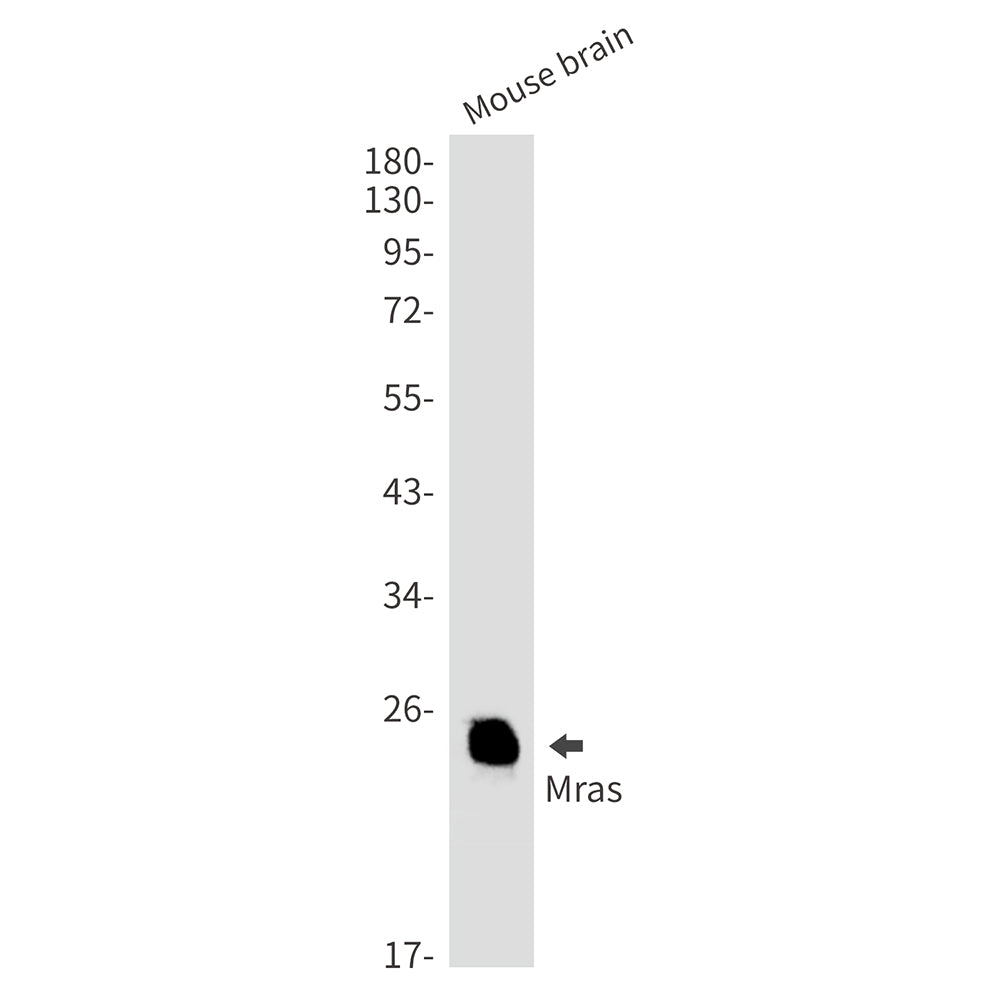 MRAS Rabbit Monoclonal Antibody