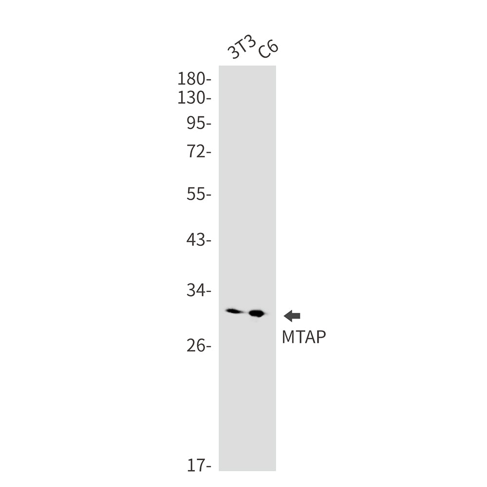 MTAP Rabbit Monoclonal Antibody
