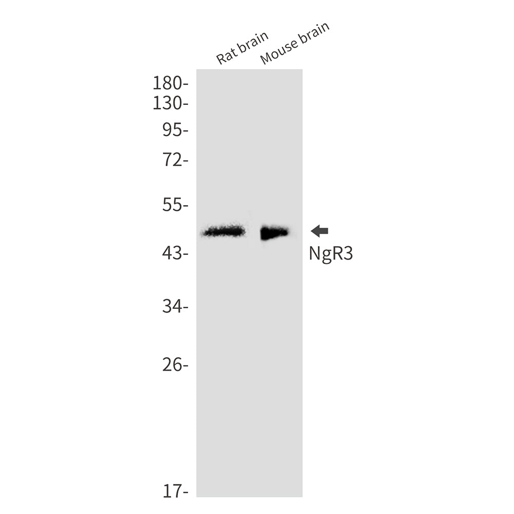 NgR3 Rabbit Monoclonal Antibody