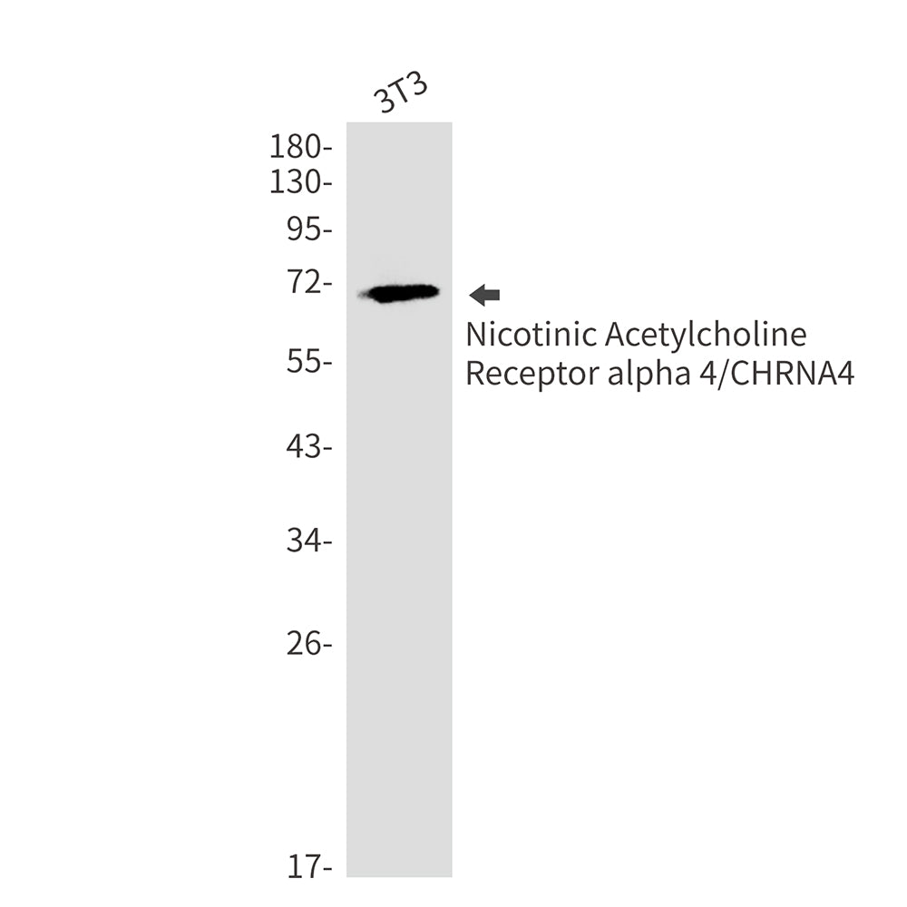 Nicotinic Acetylcholine Receptor alpha 4 Rabbit Monoclonal Antibody