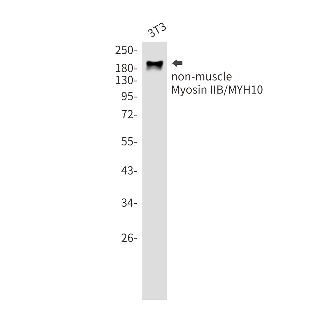 MYH10 Rabbit Monoclonal Antibody
