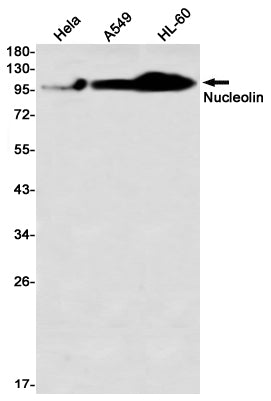 Nucleolin Rabbit Monoclonal Antibody