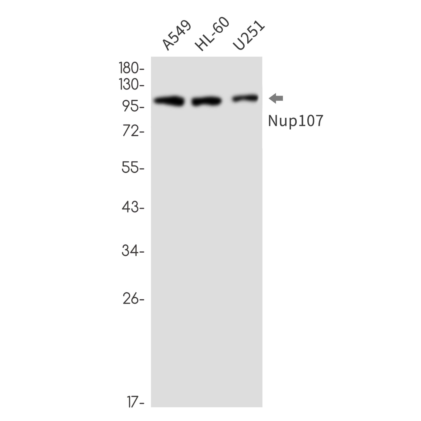 NUP107 Rabbit Monoclonal Antibody