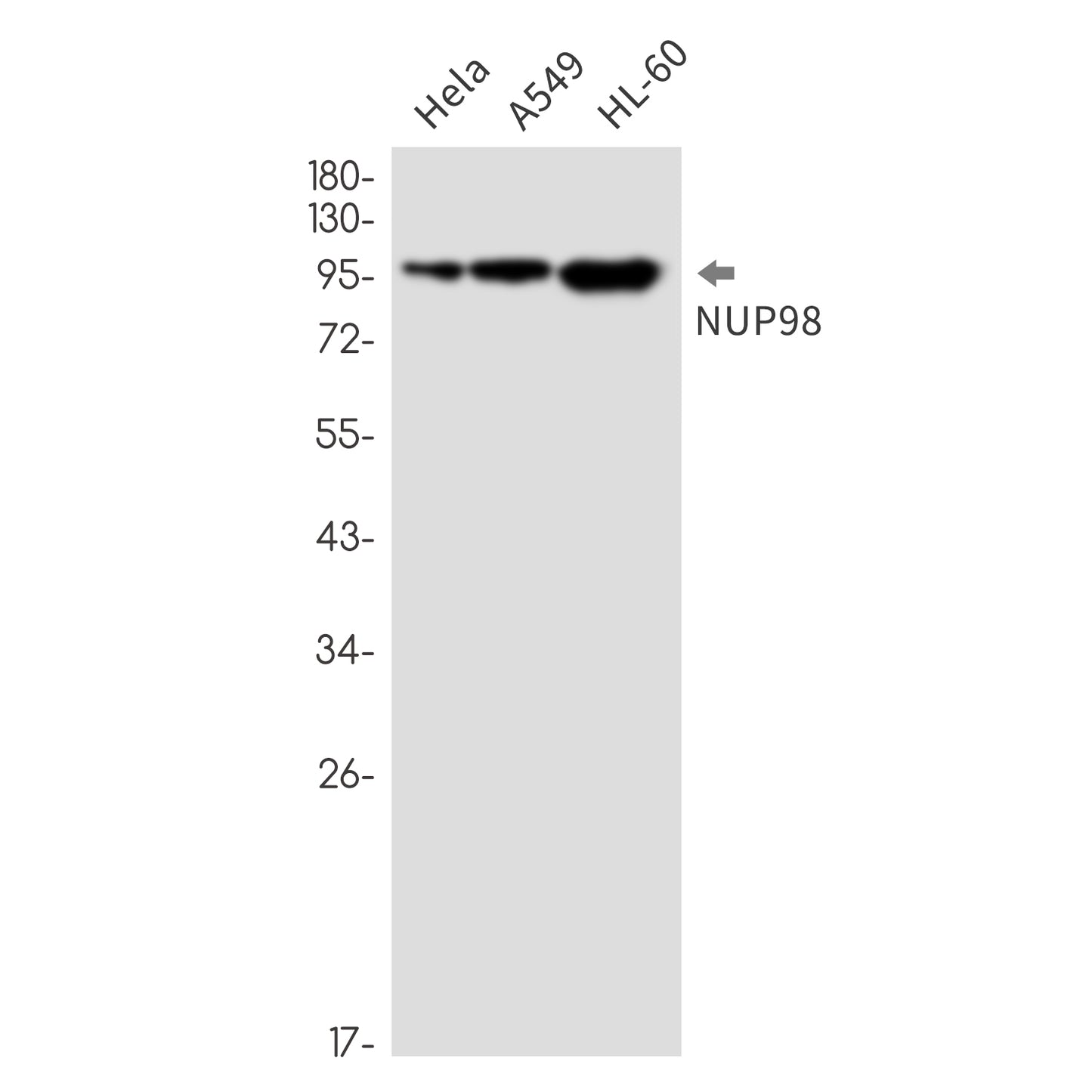 NUP98 Rabbit Monoclonal Antibody