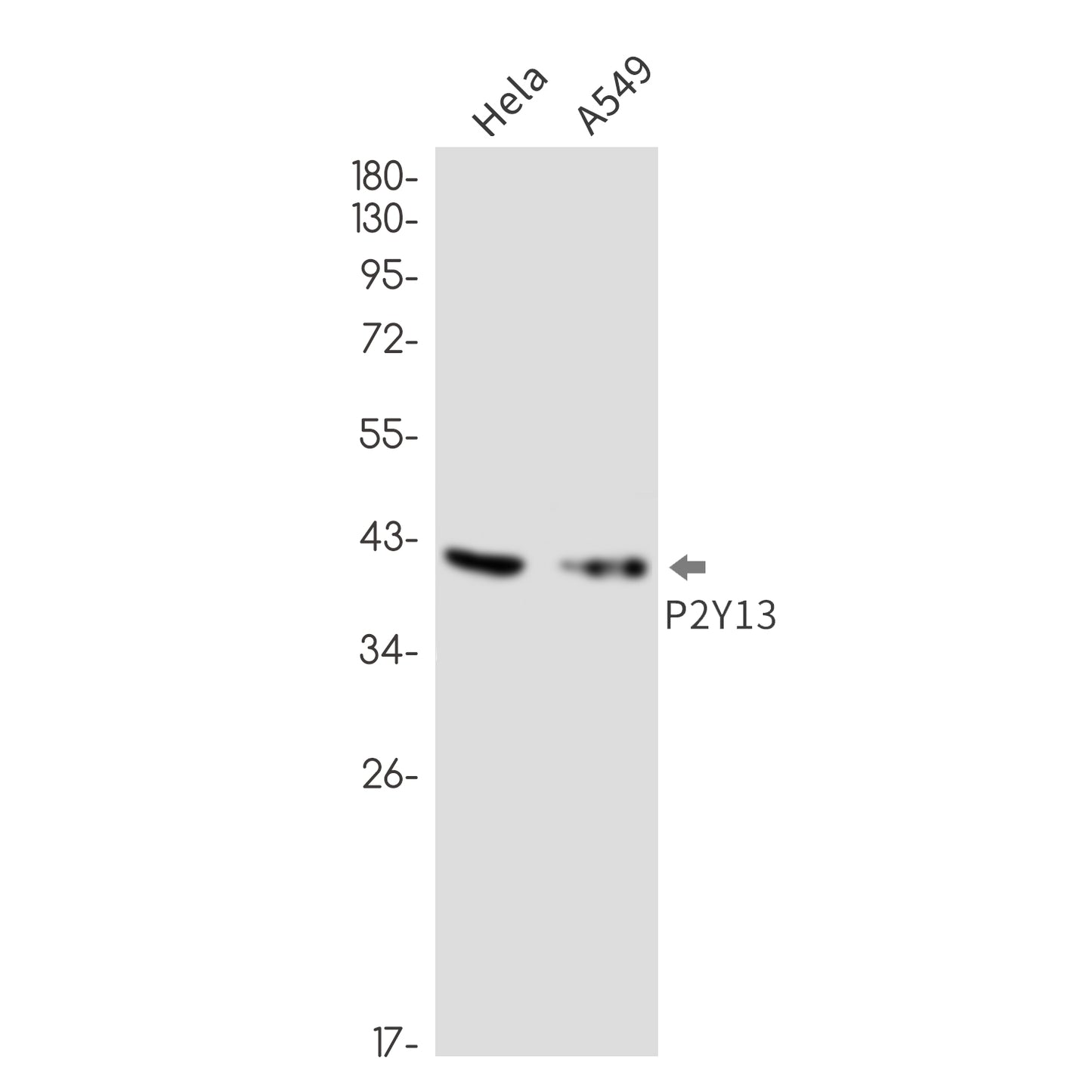 P2Y13 Rabbit Monoclonal Antibody