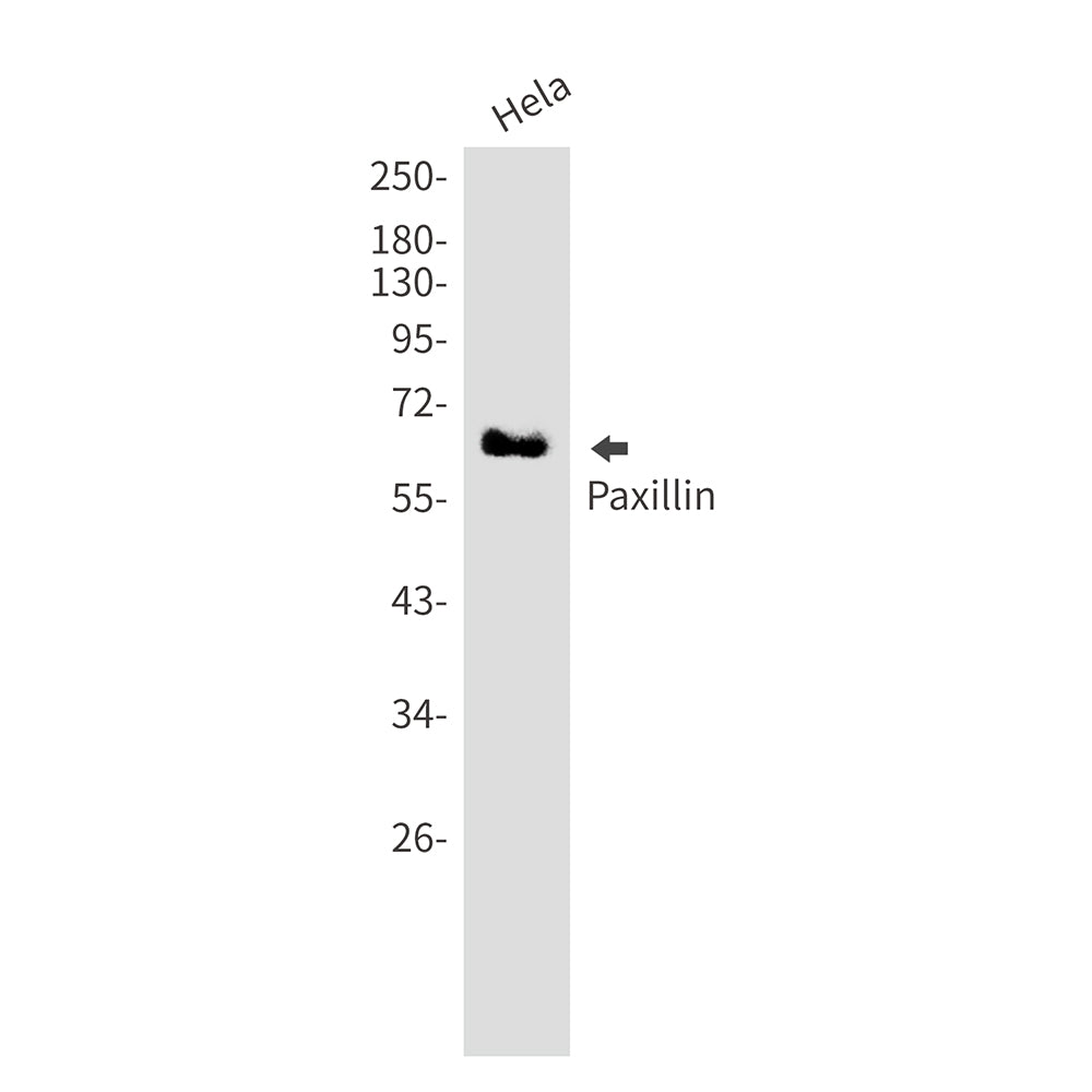 Paxillin Rabbit Monoclonal Antibody