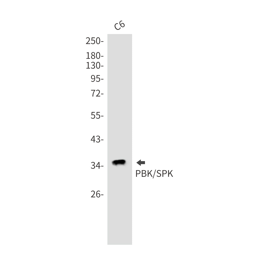 PBK Rabbit Monoclonal Antibody