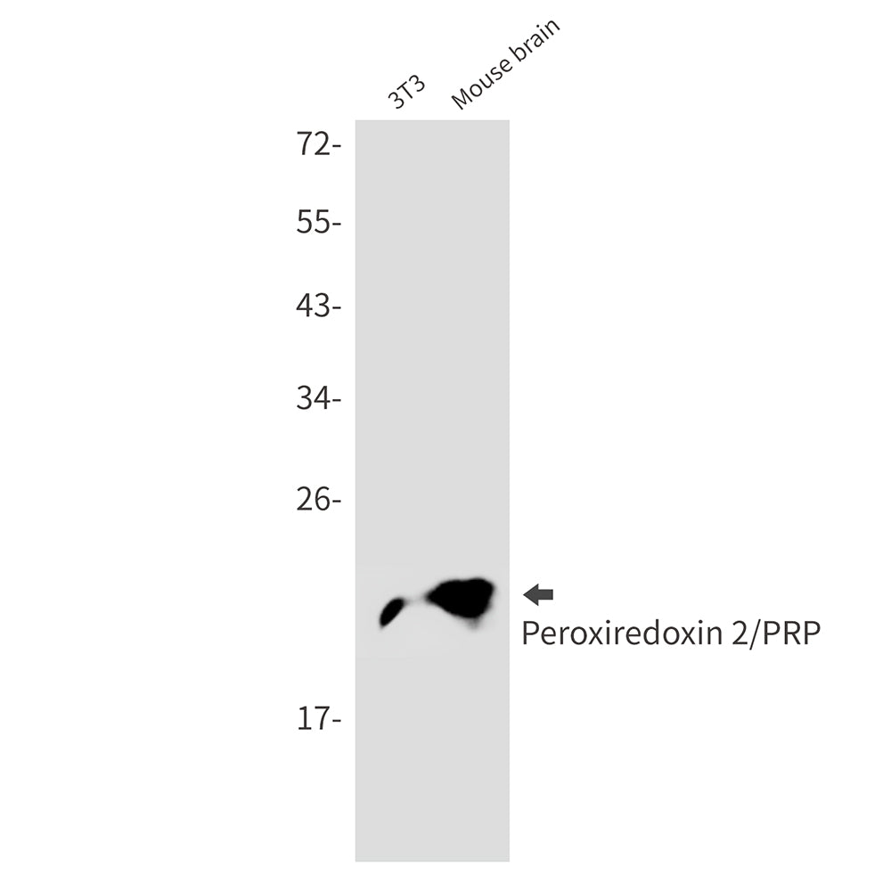 Peroxiredoxin 2 Rabbit Monoclonal Antibody
