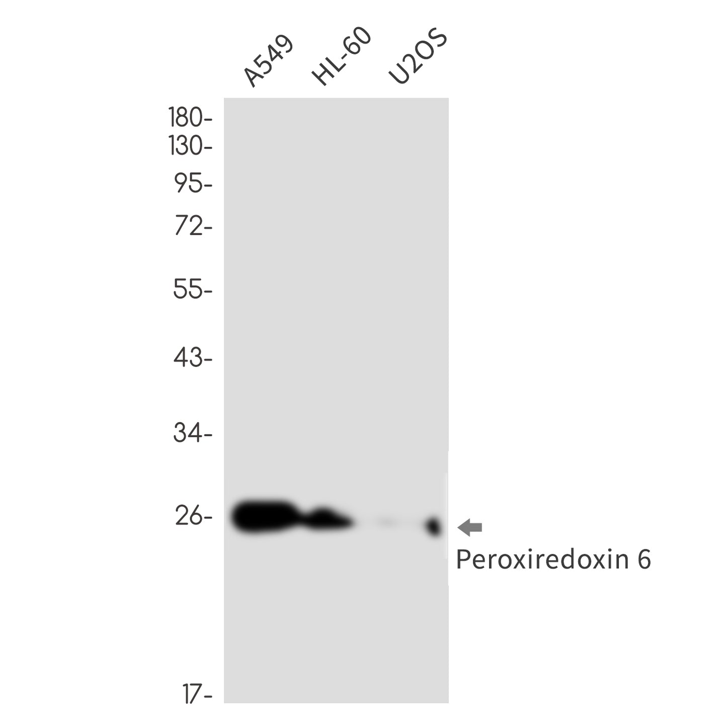 Peroxiredoxin 6 Rabbit Monoclonal Antibody