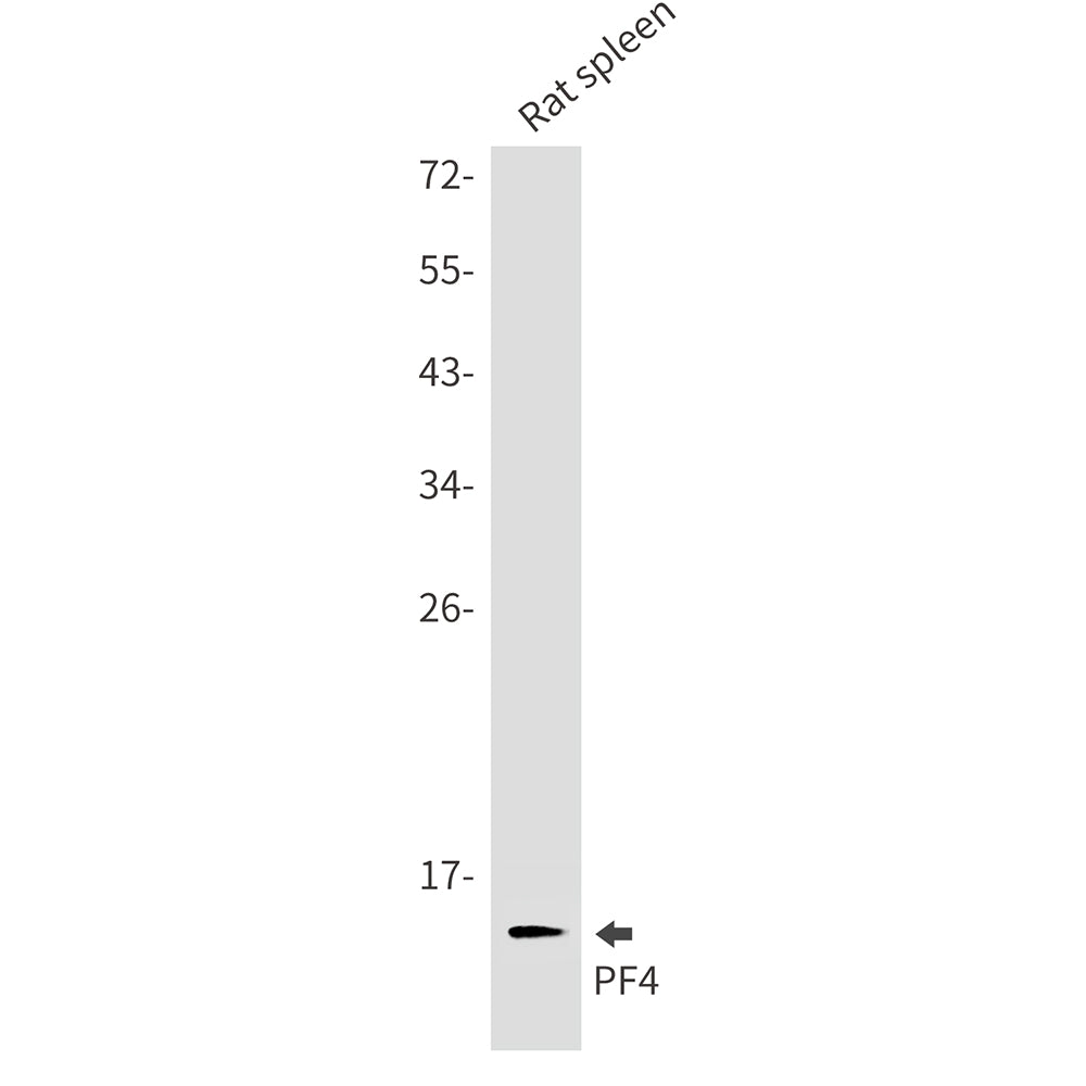 PF4 Rabbit Monoclonal Antibody