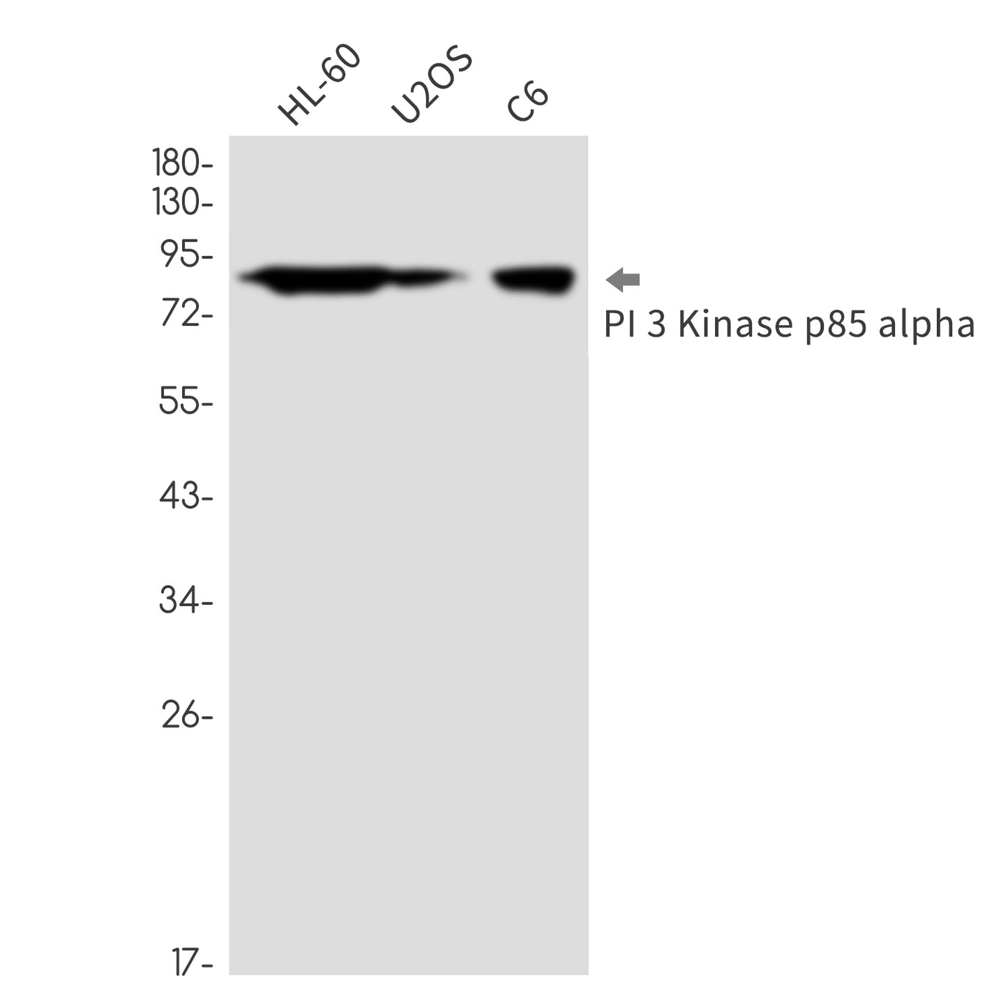 PI3 Kinase p85 alpha Rabbit Monoclonal Antibody