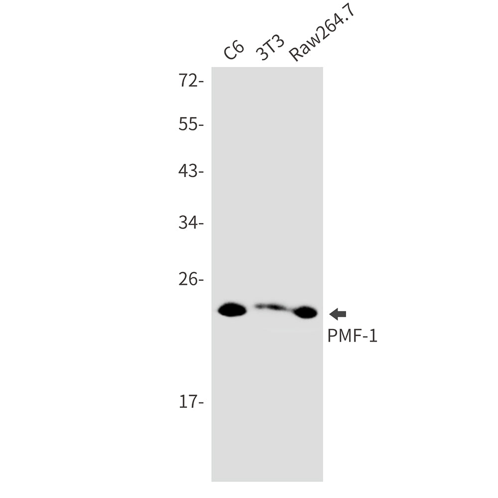 PMF 1 Rabbit Monoclonal Antibody