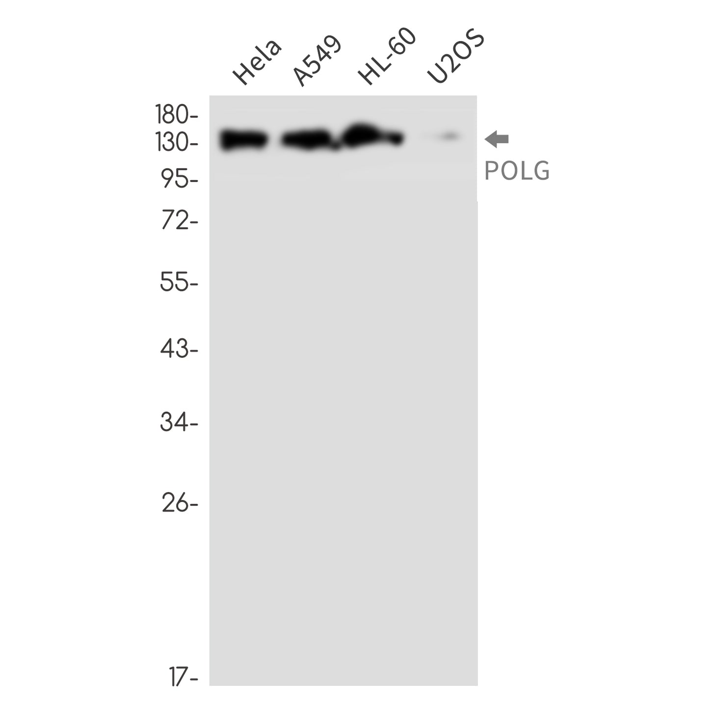 POLG Rabbit Monoclonal Antibody