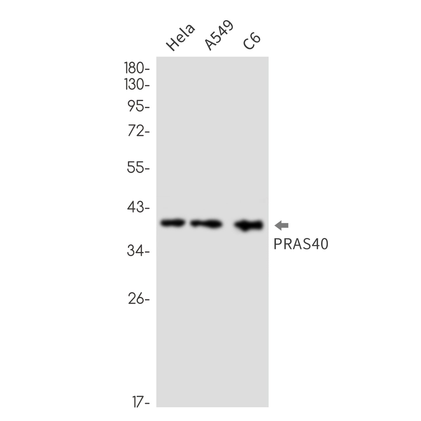 PRAS40 Rabbit Monoclonal Antibody