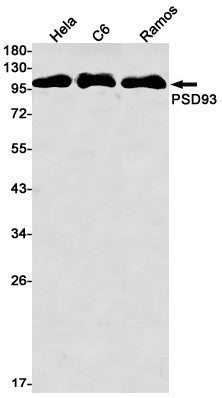 PSD93 Rabbit Monoclonal Antibody