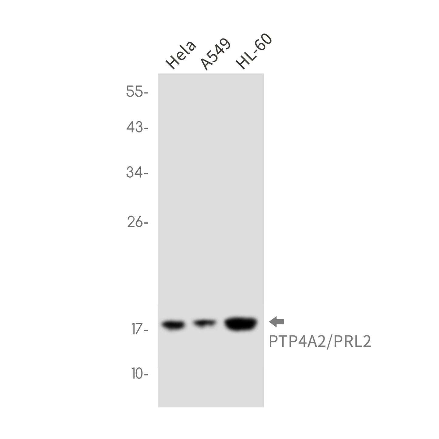 PTP4A2 Rabbit Monoclonal Antibody