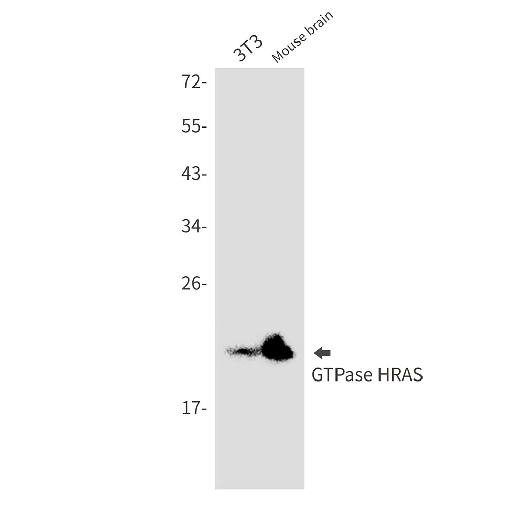 GTPase HRAS Rabbit Monoclonal Antibody