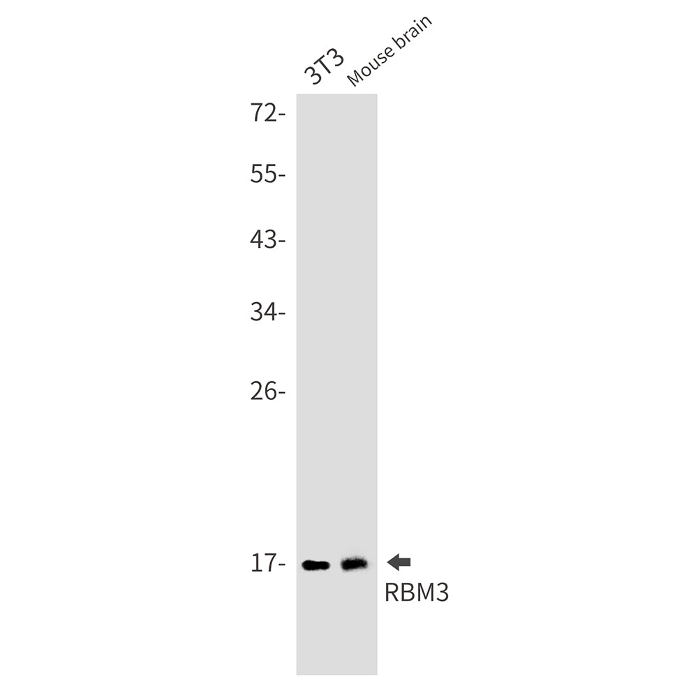 RBM3 Rabbit Monoclonal Antibody