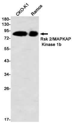 RSK2 Rabbit Monoclonal Antibody