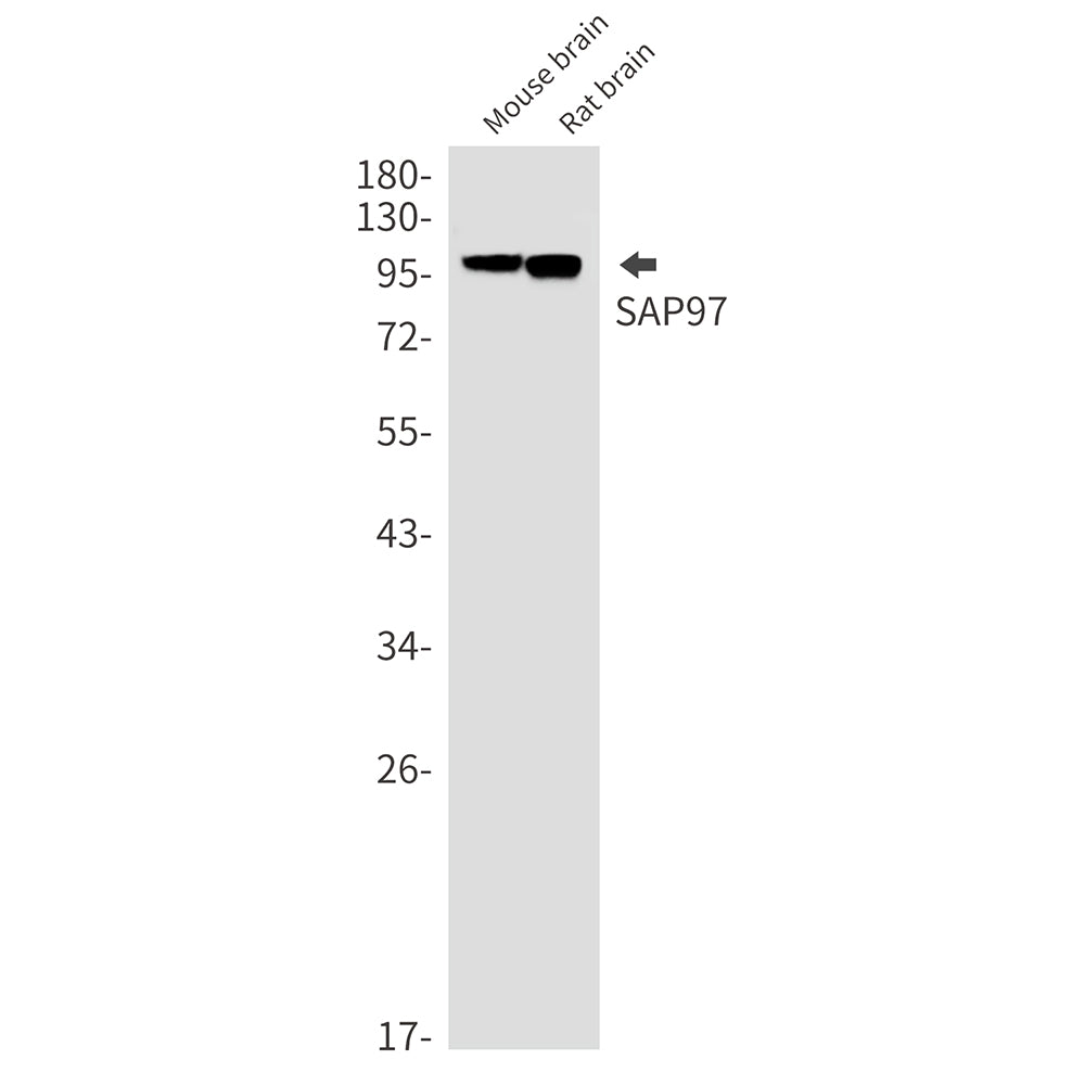 SAP97 Rabbit Monoclonal Antibody