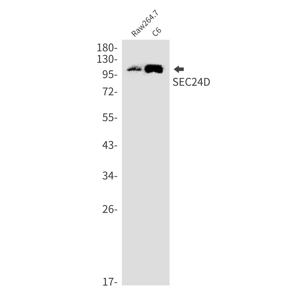 SEC24D Rabbit Monoclonal Antibody