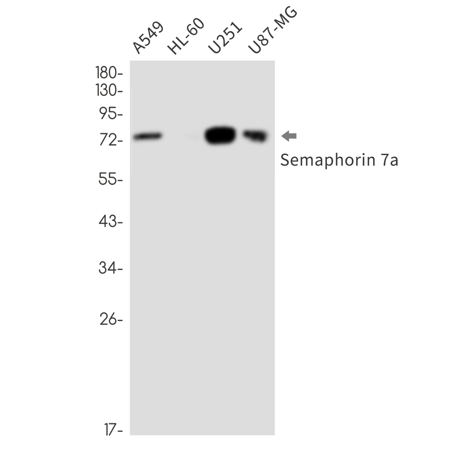 Semaphorin 7A Rabbit Monoclonal Antibody