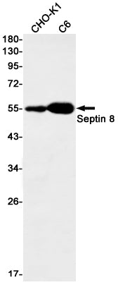 Septin 8 Rabbit Monoclonal Antibody