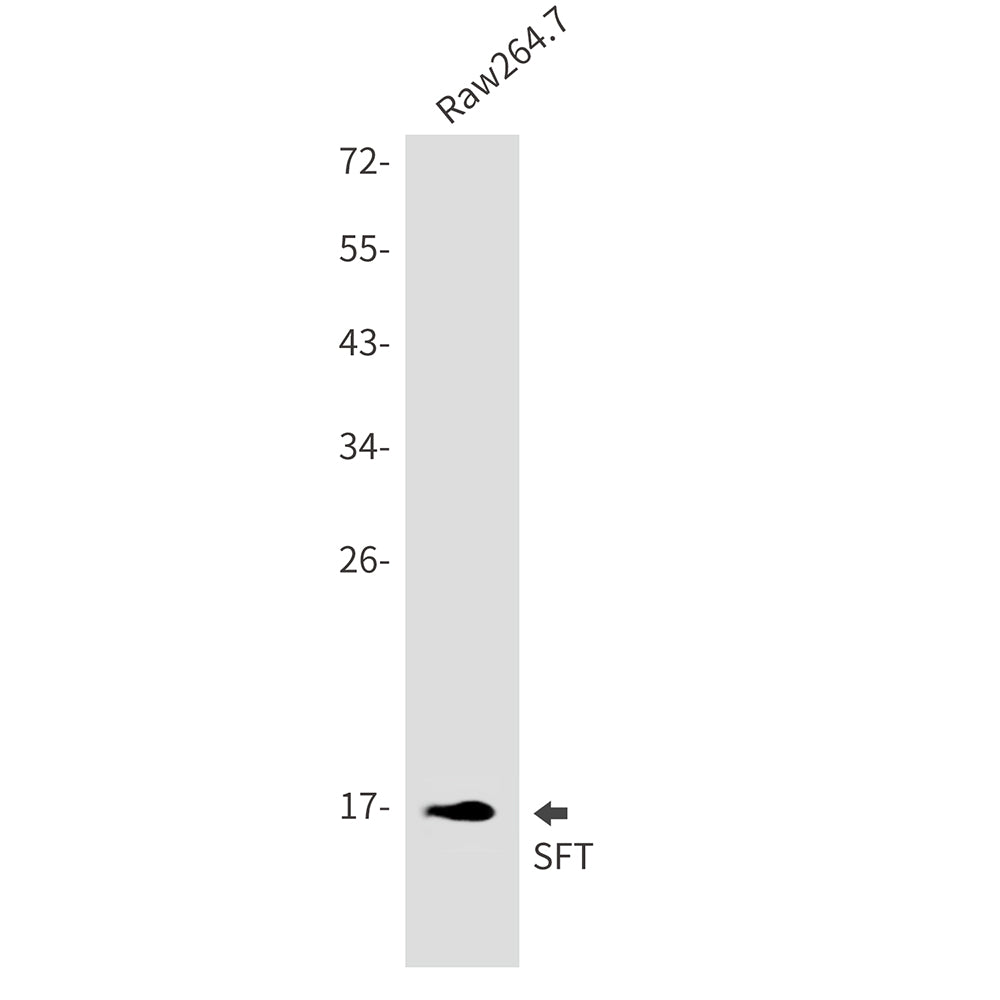SFT Rabbit Monoclonal Antibody