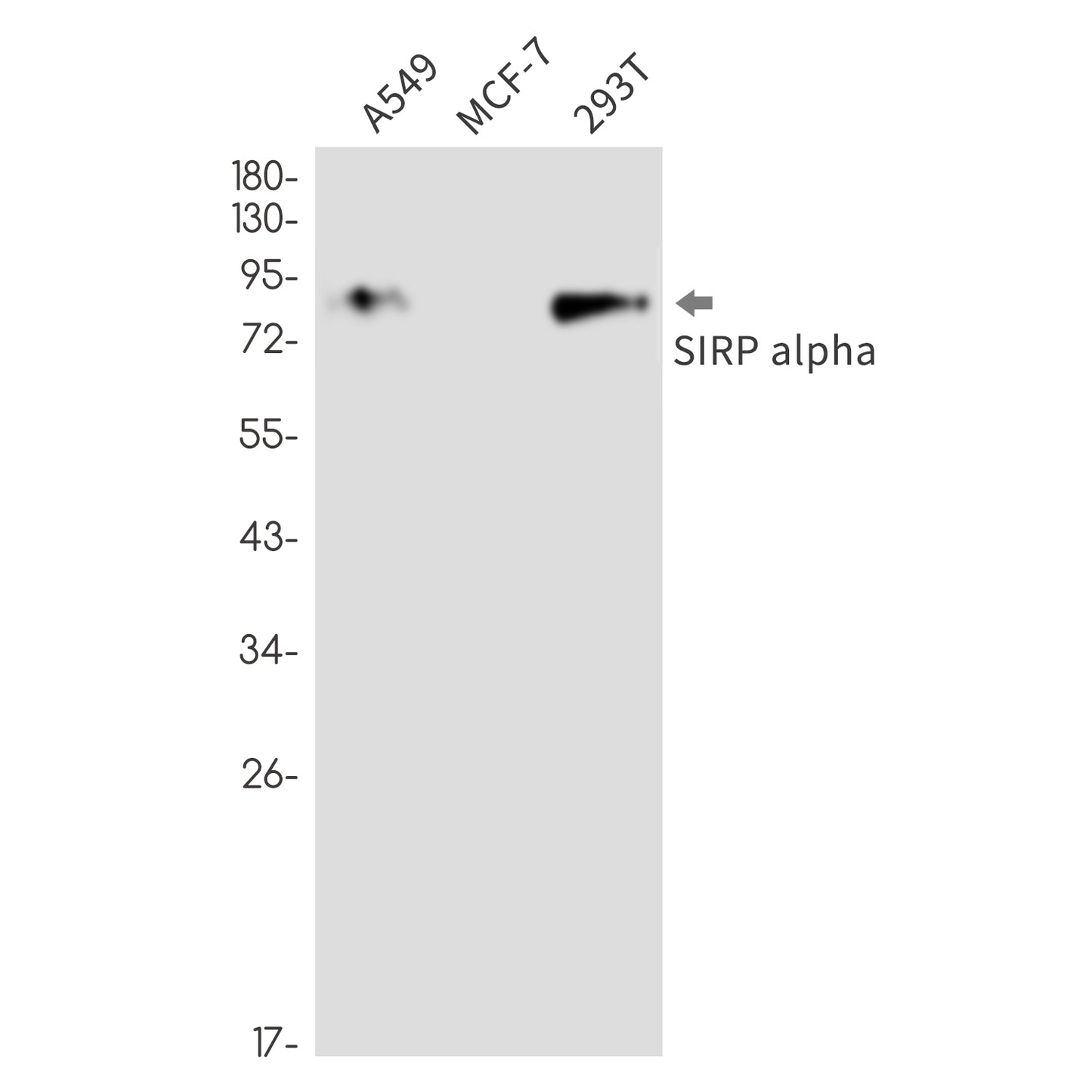SIRP alpha Rabbit Monoclonal Antibody