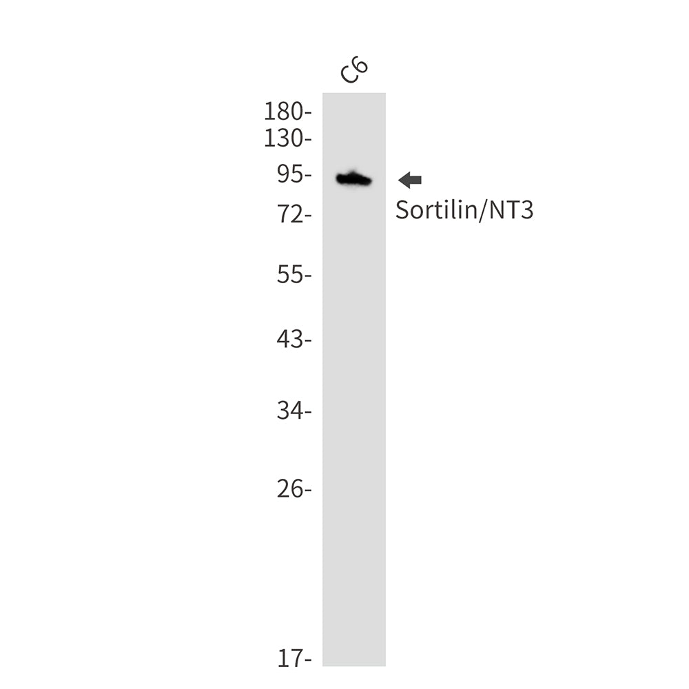 Sortilin Rabbit Monoclonal Antibody
