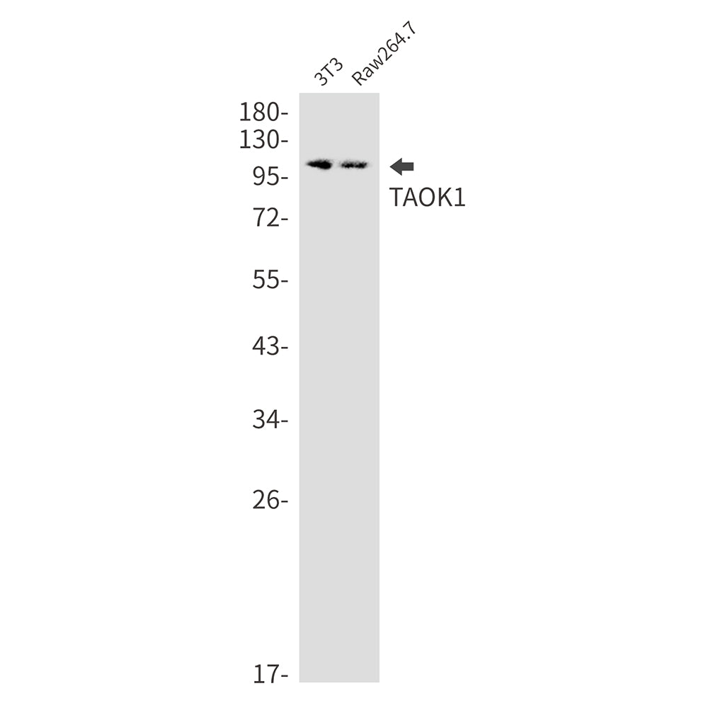 TAOK1 Rabbit Monoclonal Antibody