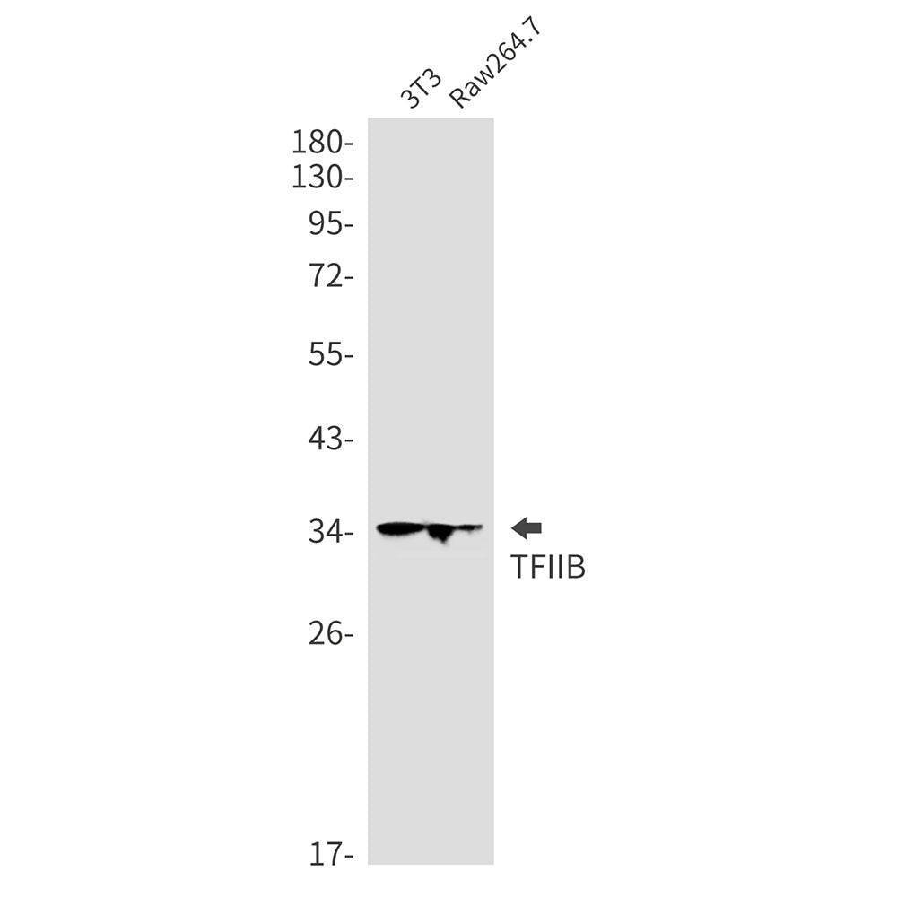 Transcription Initiation Factor IIB Rabbit Monoclonal Antibody
