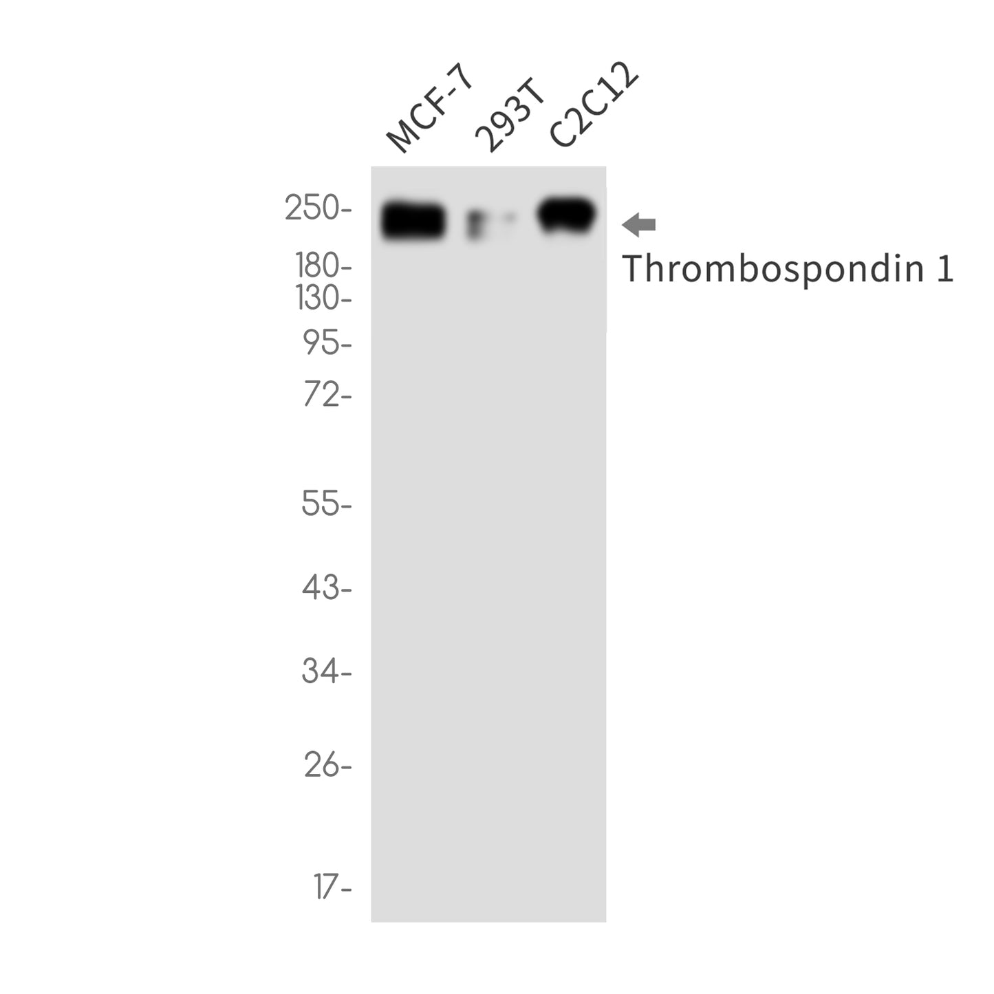 Thrombospondin 1 Rabbit Monoclonal Antibody