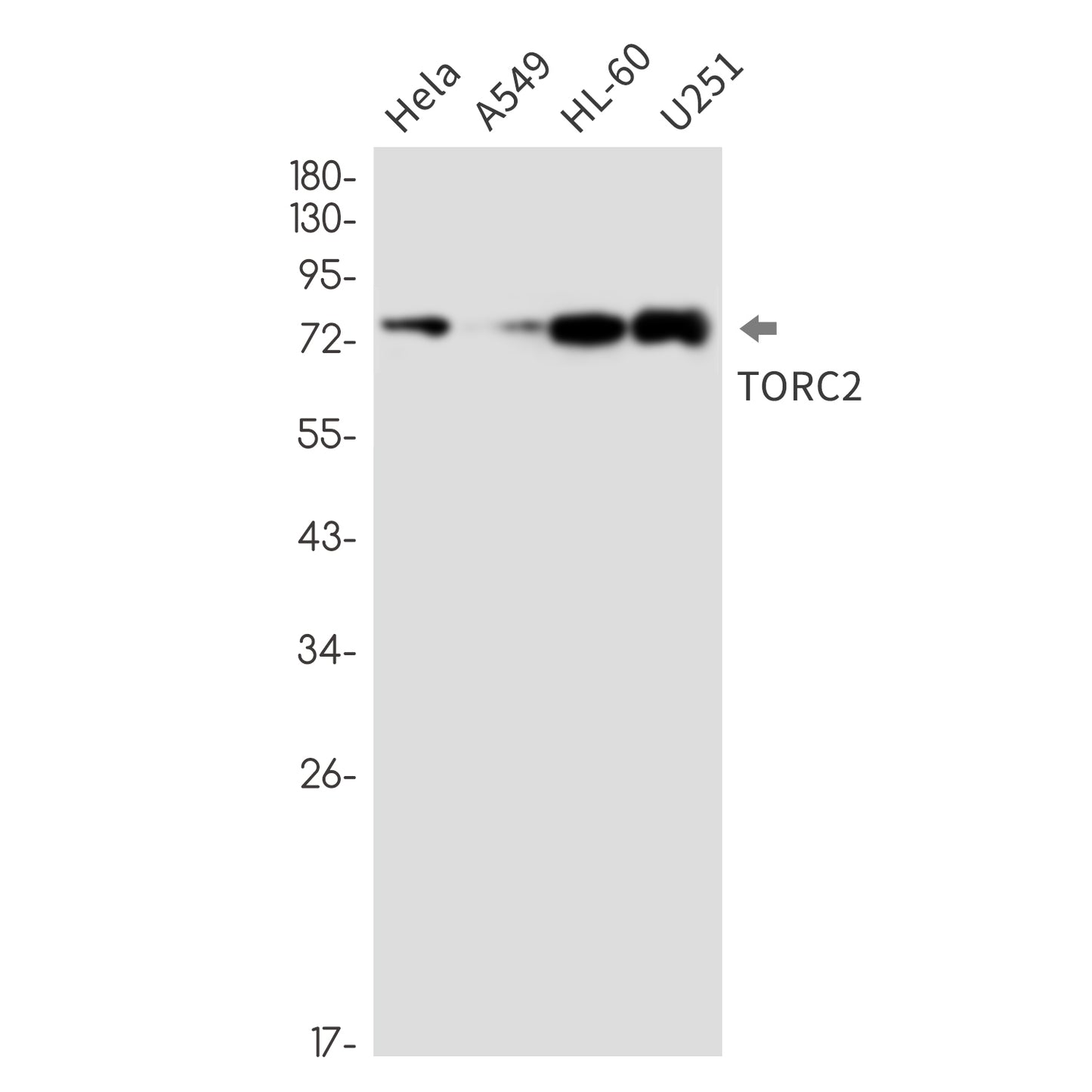 CREB Regulated Transcription Coactivator 2 Rabbit Monoclonal Antibody