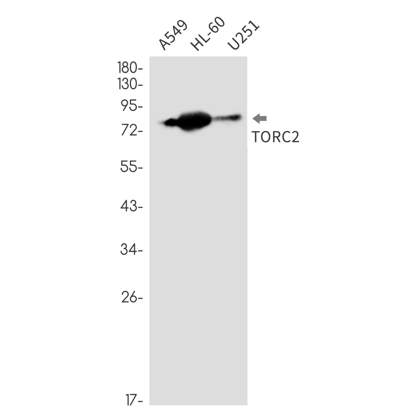CREB Regulated Transcription Coactivator 2 Rabbit Monoclonal Antibody
