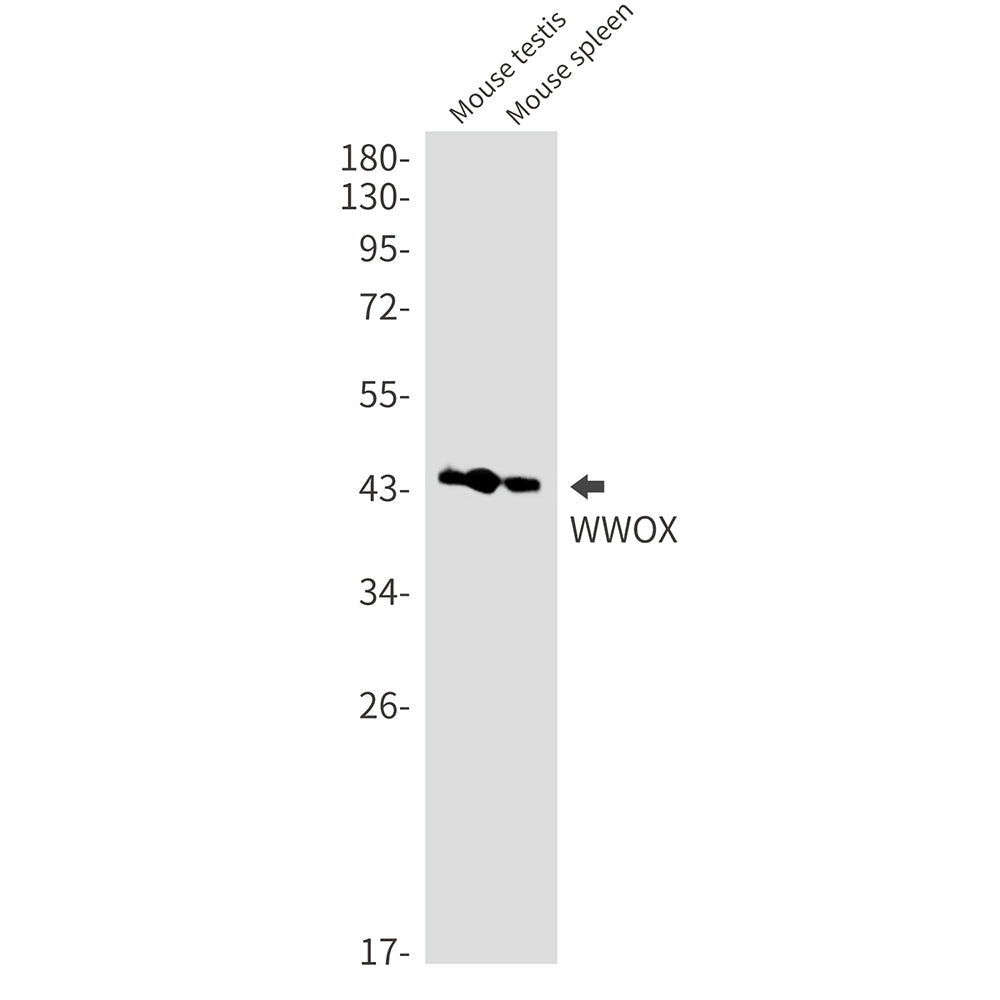 WWOX Rabbit Monoclonal Antibody