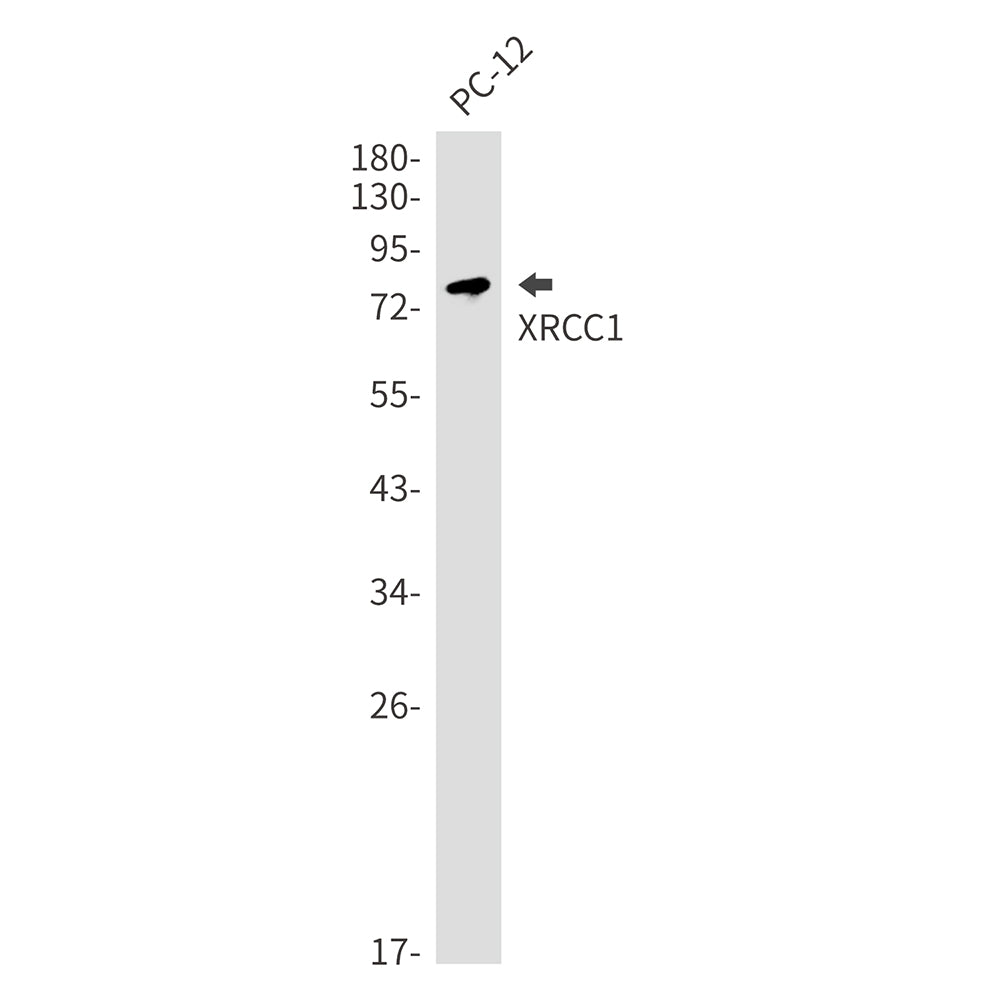 XRCC1 Rabbit Monoclonal Antibody