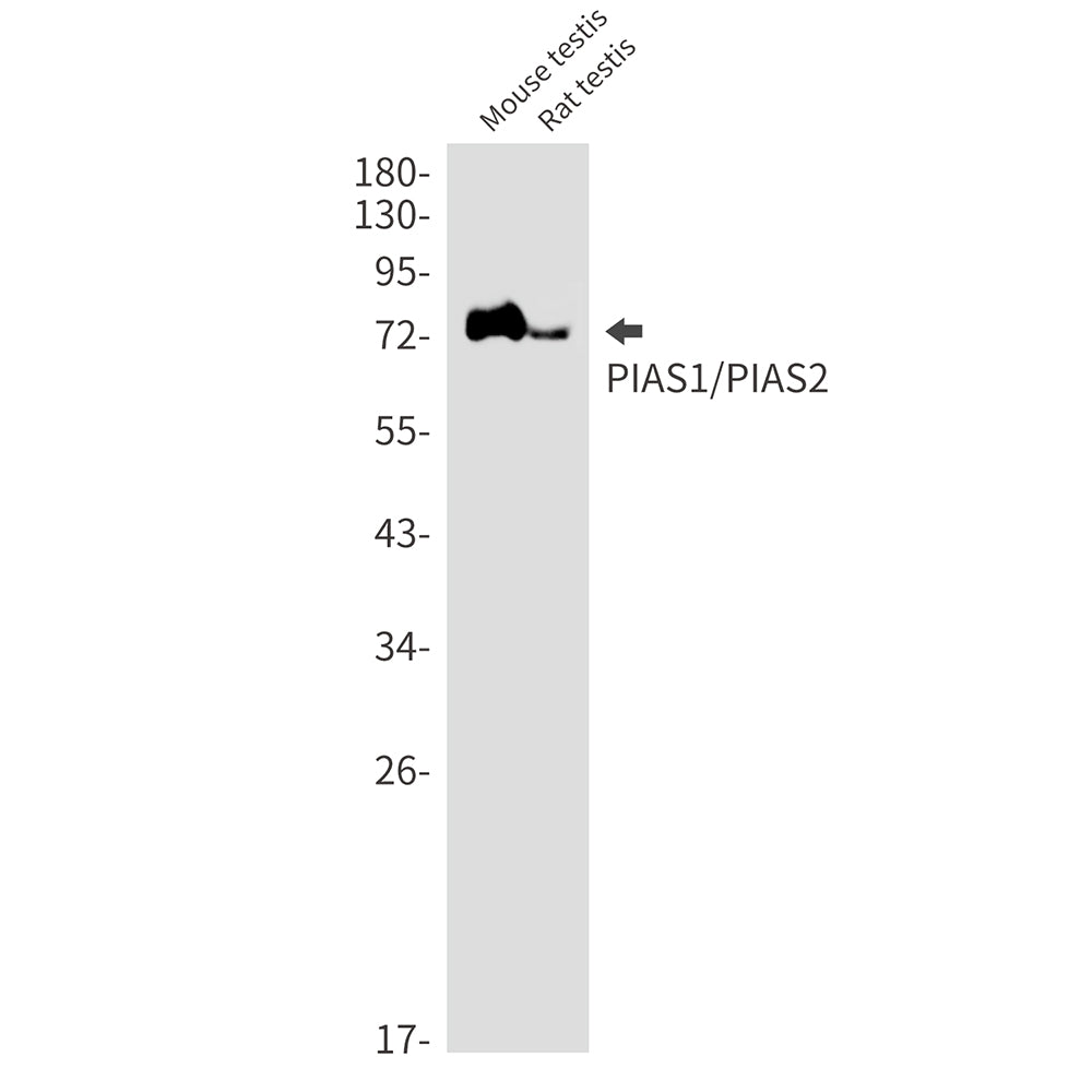 PIAS1/2 Rabbit Monoclonal Antibody