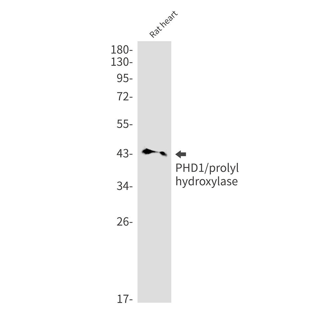 PHD1 Rabbit Monoclonal Antibody