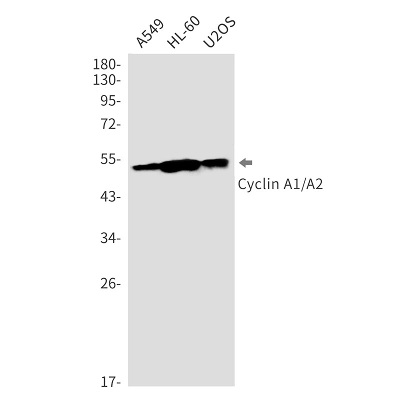 Cyclin A1/A2 Rabbit Monoclonal Antibody