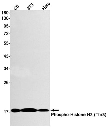 Phospho-Histone H3 (Thr3) Rabbit Monoclonal Antibody
