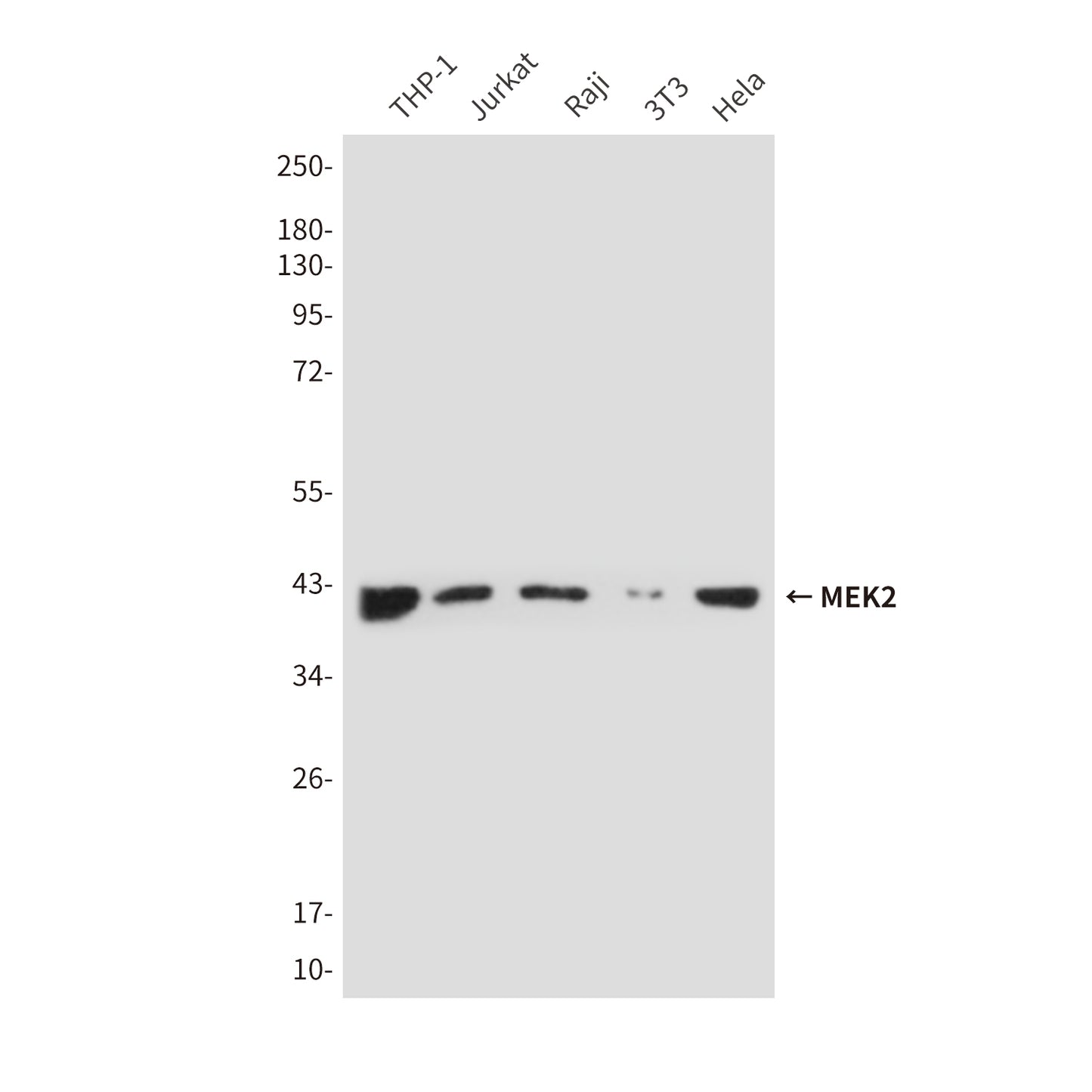 Rabbit IgG (5B2) Mouse Monoclonal Antibody