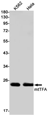 mtTFA Rabbit Monoclonal Antibody