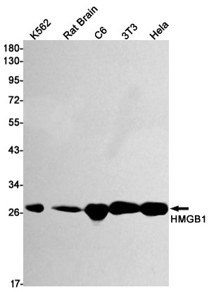 HMGB1 Rabbit Monoclonal Antibody