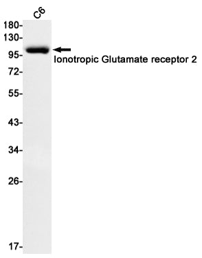 Ionotropic Glutamate Receptor 2 Rabbit Monoclonal Antibody