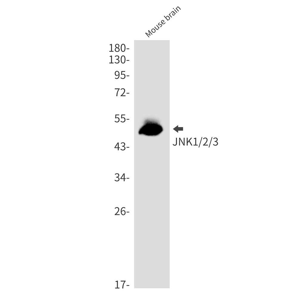 JNK Rabbit Monoclonal Antibody