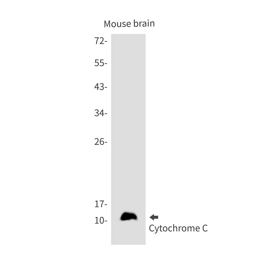 Cytochrome C Rabbit Monoclonal Antibody