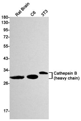 Cathepsin B Rabbit Monoclonal Antibody