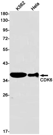 CDK6 Rabbit Monoclonal Antibody