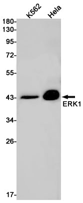 ERK1 Rabbit Monoclonal Antibody
